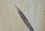 Hibolithes semisulcatus (M�NSTER 1830) - Bild &copy; FossNet FossilienStore